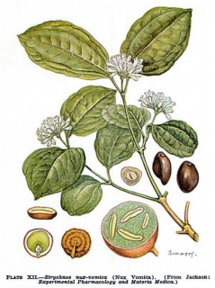 strychos nux-vomica.jpg